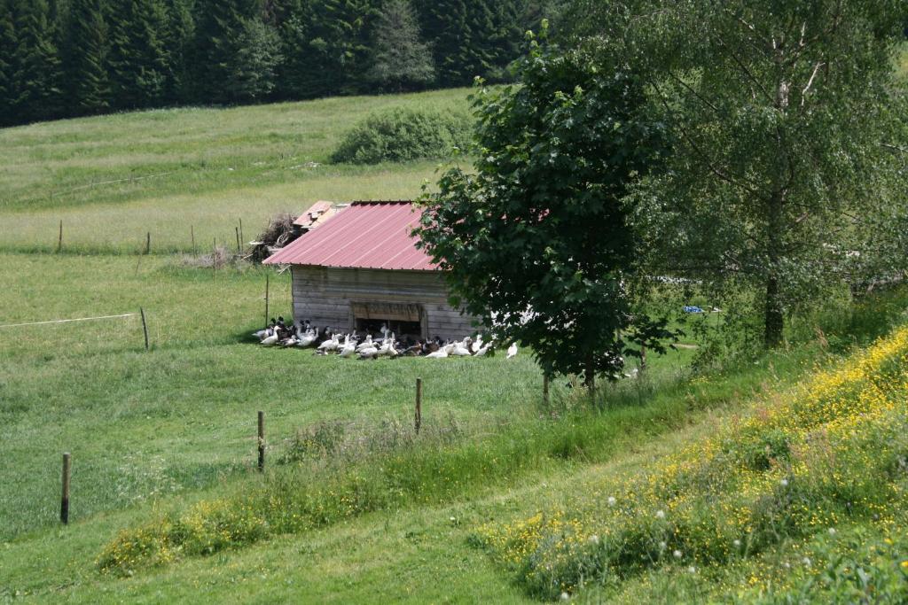 Gites Du Kreuzweg Le Hohwald Buitenkant foto